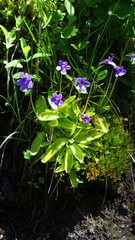 Pinguicula macroceras