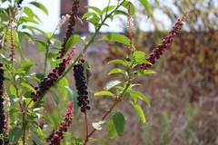 Phytolacca heterotepala