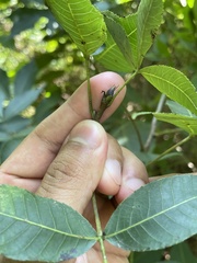 Carya glabra