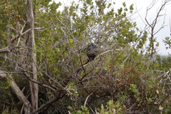 Crematogaster peringueyi