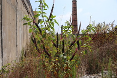 Phytolacca heterotepala