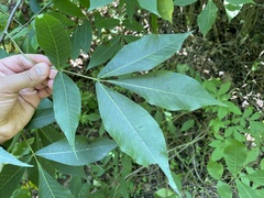 Carya glabra
