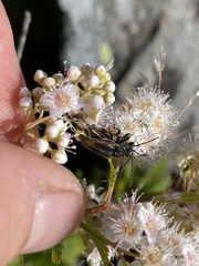 Brachyleptura brevis