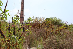 Phytolacca heterotepala