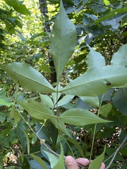 Carya glabra