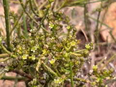 Thesium nigroperianthum