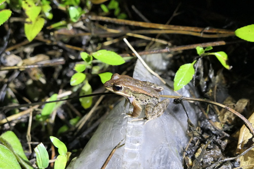 Hylarana latouchii