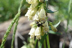 Bombus frigidus