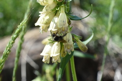 Bombus frigidus