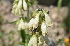 Bombus frigidus