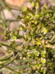 Thesium nigroperianthum