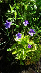 Pinguicula macroceras