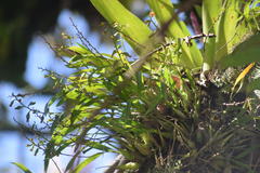 Prosthechea ochracea