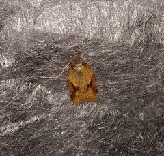 Acleris aspersana