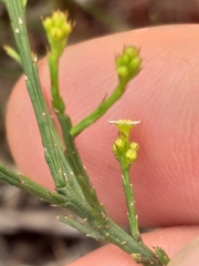 Thesium nigroperianthum