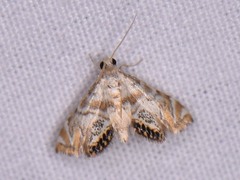 Petrophila heppneri