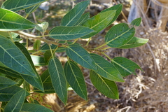 Ficus cordata