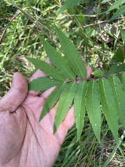 Rhus glabra