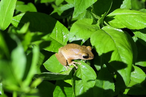 Polypedates braueri