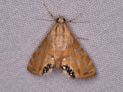 Petrophila daemonalis