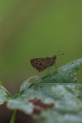 Callimormus corades