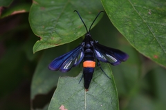 Synanthedon exitiosa