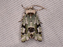 Emarginea percara
