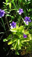Pinguicula macroceras