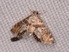 Petrophila heppneri