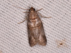Acrobasis texana