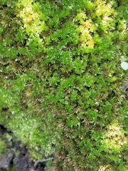 Syntrichia montana