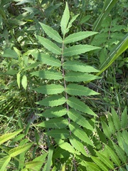 Rhus glabra