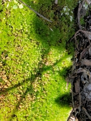 Syntrichia montana