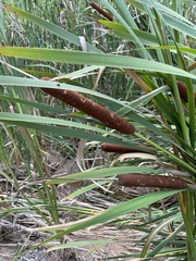 Typha latifolia