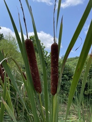 Typha latifolia
