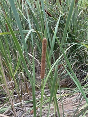 Typha latifolia