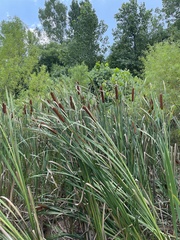 Typha latifolia