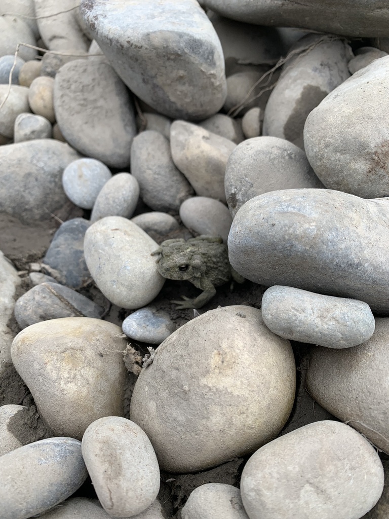 Tree Toad Bc Western Toad from Elk River, East Kootenay, BC, CA on July 23, 2022 at ...
