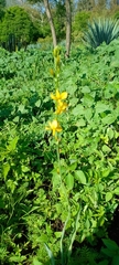Echeandia mexicana