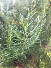 Rosmarinus