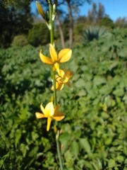 Echeandia mexicana