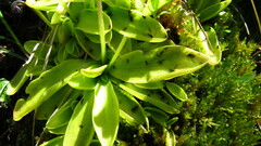 Pinguicula macroceras