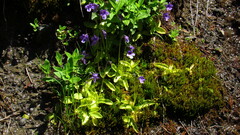 Pinguicula macroceras