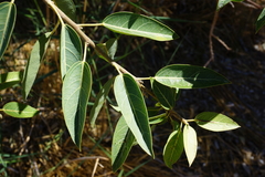 Ficus cordata