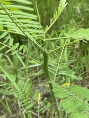 Sesbania herbacea