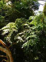 Brownea macrophylla