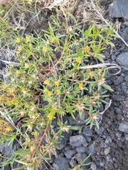 Portulaca halimoides