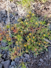 Portulaca halimoides