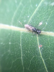 Ceratina cucurbitina