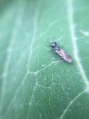 Ceratina cucurbitina